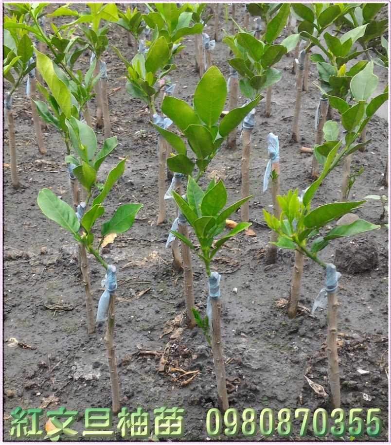 红文旦柚树苗,红文旦树苗