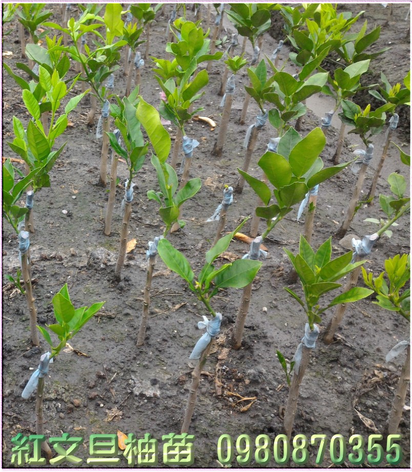 红文旦柚果苗,红文旦果苗