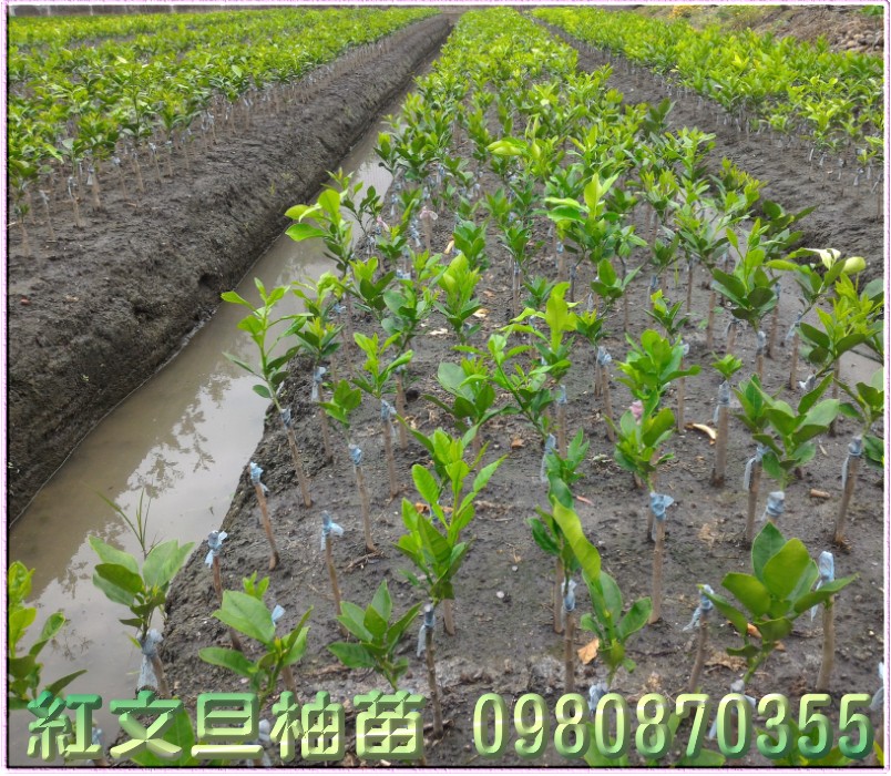 红文旦柚苗买卖
