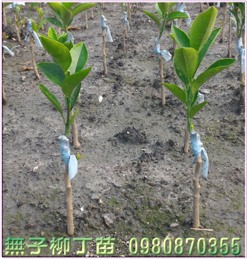 无子柳丁苗买卖