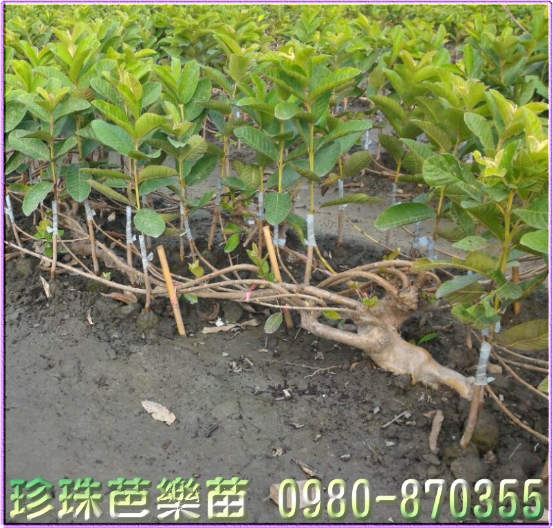 珍珠芭乐苗