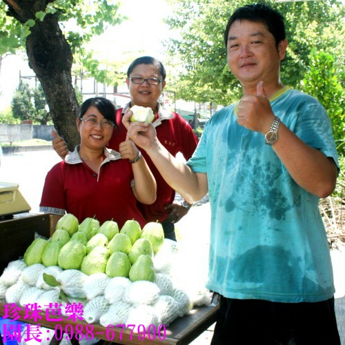 珍珠芭樂,陳宏睿0988-677900,珍珠芭樂苗,珍珠芭樂團購,珍珠芭樂產地,珍珠拔,芭樂,芭樂園,珍珠番石榴,拔樂,珍珠拔,團購,團體訂購