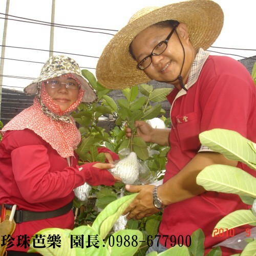 珍珠芭樂,陳宏睿0988-677900,珍珠芭樂苗,珍珠芭樂團購,珍珠芭樂產地,珍珠拔,芭樂,芭樂園,珍珠番石榴,拔樂,珍珠拔,團購,團體訂購