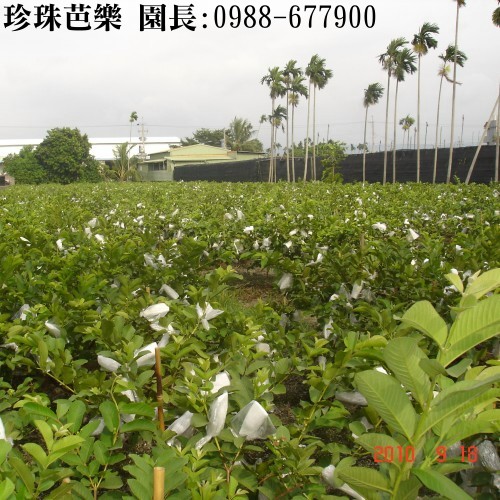 珍珠芭樂,陳宏睿0988-677900,珍珠芭樂苗,珍珠芭樂團購,珍珠芭樂產地,珍珠拔,芭樂,芭樂園,珍珠番石榴,拔樂,珍珠拔,團購,團體訂購