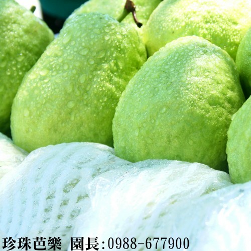 珍珠芭樂,陳宏睿0988-677900,珍珠芭樂苗,珍珠芭樂團購,珍珠芭樂產地,珍珠拔,芭樂,芭樂園,珍珠番石榴,拔樂,珍珠拔,團購,團體訂購