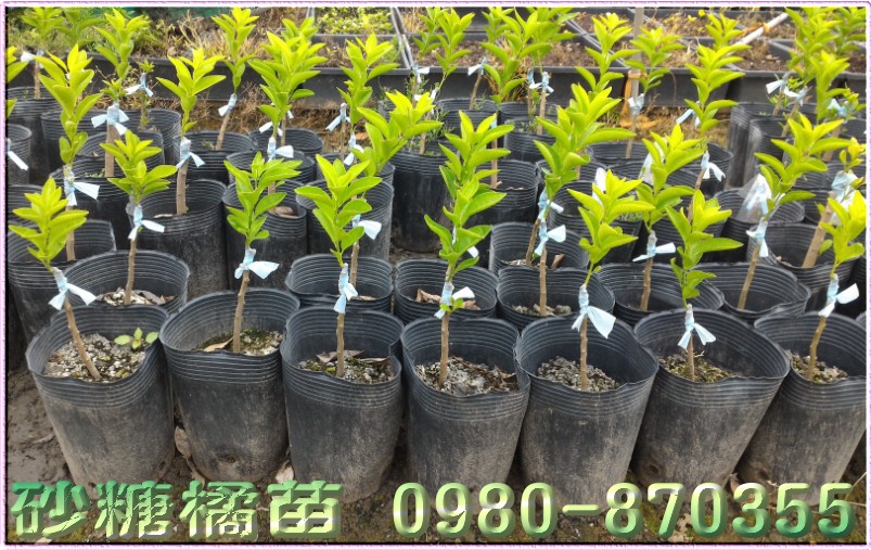砂糖橘苗,森聯茂種苗園,0980-870355,砂糖橘種苗,砂糖橘果苗,砂糖橘樹苗,砂糖橘苗買賣,砂糖橘苗批發