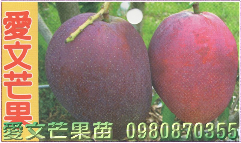 愛文芒果種苗,愛文芒果果苗,芒果樹苗,芒果種苗,芒果果苗,芒果苗買賣,芒果苗批發