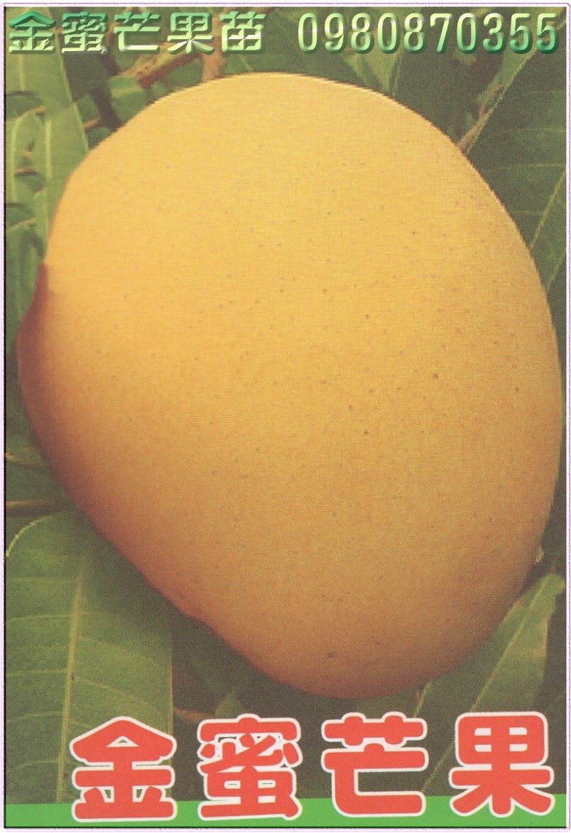 金蜜芒果苗,金蜜芒果樹苗,金蜜芒果苗出售,金蜜芒果種苗,金蜜芒果果苗,芒果樹苗,芒果種苗,芒果果苗,芒果苗買賣,芒果苗批發