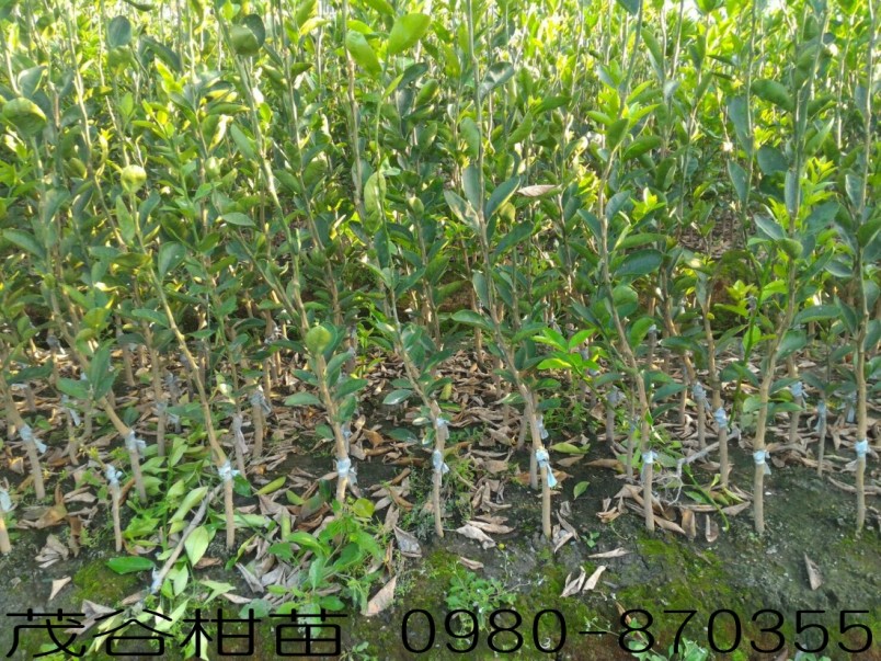 茂谷柑苗,森聯茂種苗園,0980-870355,茂谷柑樹苗,茂谷柑種苗,茂谷橘苗,茂谷柑,茂谷柑苗買賣,茂谷柑苗批發,茂谷柑苗出售