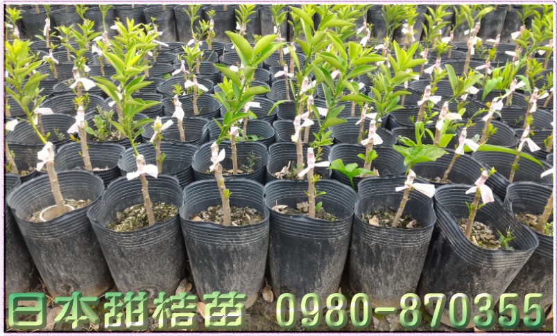 日本甜桔苗,甜桔苗,森聯茂種苗園,0980-870355,日本甜桔種苗,日本甜桔果苗,日本甜桔樹苗,日本甜桔苗買賣,日本甜桔苗批發
