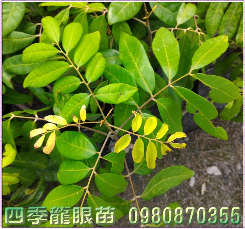 四季龍眼苗,森聯茂種苗園,0980-870355,四季龍眼樹苗,龍眼苗,龍眼樹苗,龍眼果苗,龍眼種苗,四季龍眼果苗,四季龍眼種苗,四季龍眼苗買賣,四季龍眼苗批發