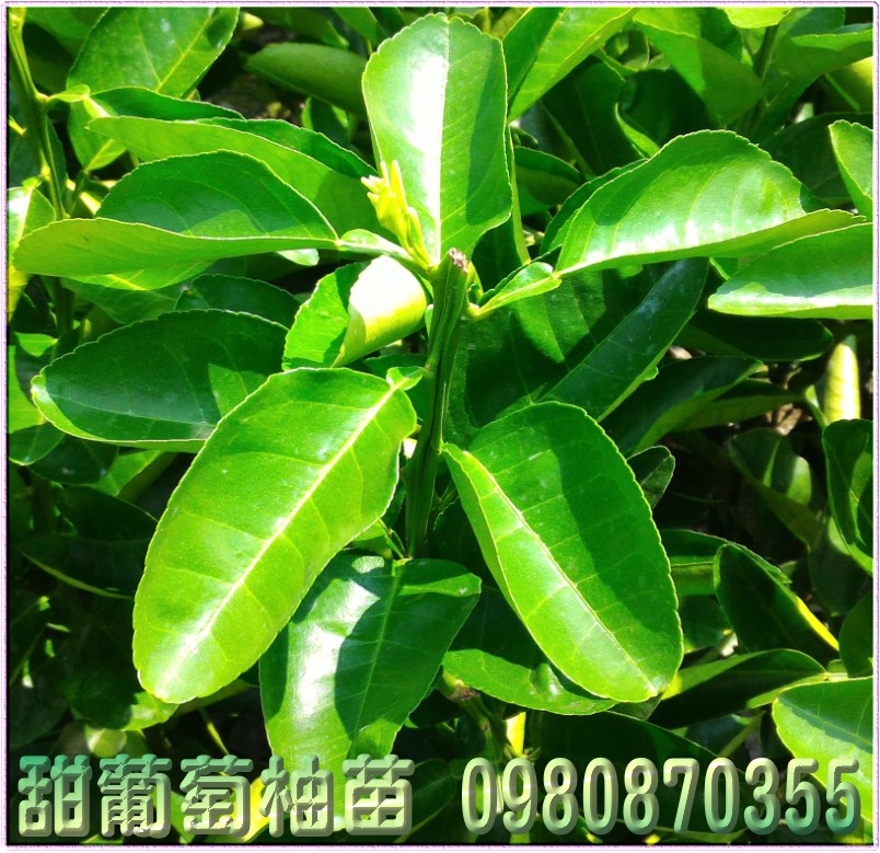 甜葡萄柚苗,森聯茂種苗園,0980-870355,甜葡萄柚樹苗,甜葡萄柚幼苗,甜葡萄柚果苗,甜葡萄柚種苗,甜葡萄柚苗買賣,甜葡萄柚苗批發