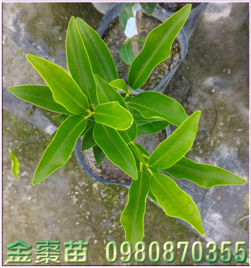 金棗苗,金柑苗,0980870355,森聯茂種苗園,金棗樹苗,金柑樹苗,金棗苗買賣,金柑苗買賣,金棗苗批發,金柑苗批發