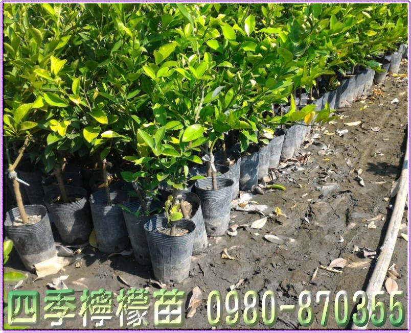 0980870355,森聯茂種苗園