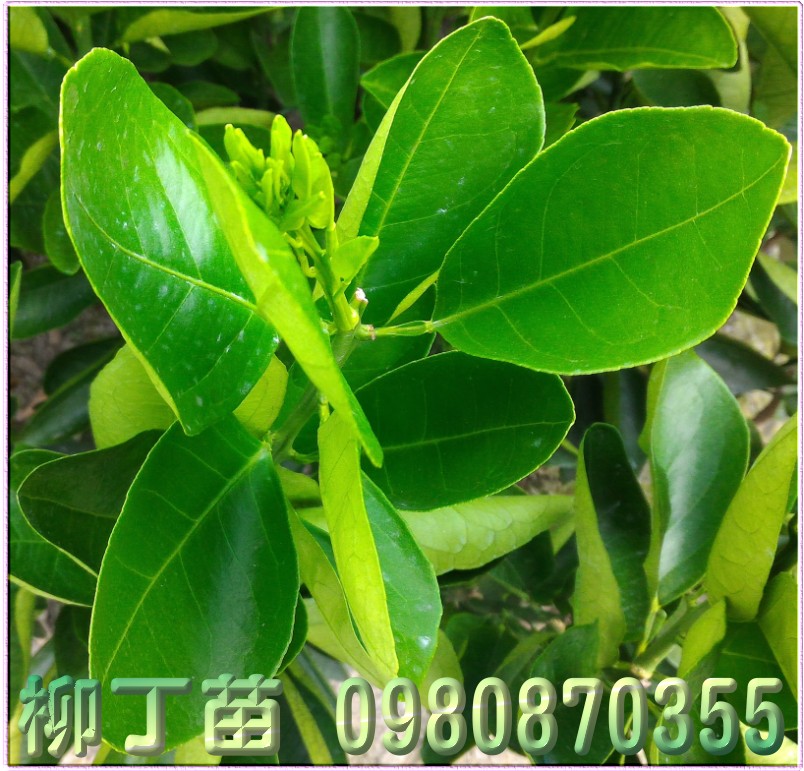 柳丁苗,柳丁樹苗,森聯茂種苗園,0980-870355,柳丁幼苗,柳丁果苗,柳丁種苗,柳丁苗買賣,柳丁苗批發