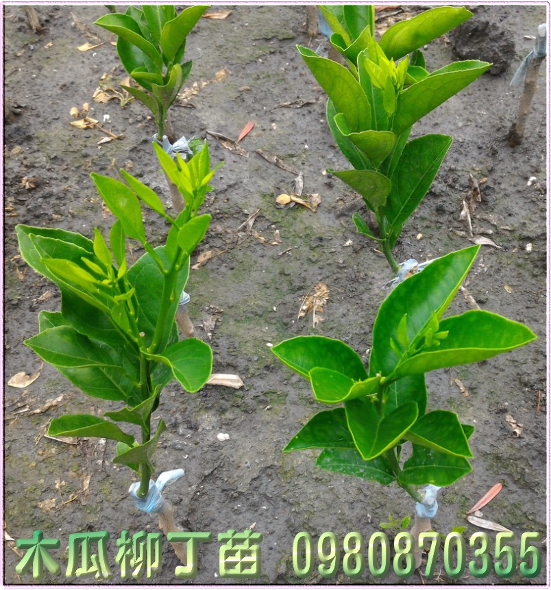 木瓜柳丁苗,木瓜蜜丁苗,0980870355,森聯茂種苗園,木瓜柳丁樹苗,木瓜蜜丁樹苗,木瓜柳丁果苗,木瓜蜜丁果苗,木瓜柳丁種苗,木瓜蜜丁種苗,木瓜柳丁苗買賣,木瓜蜜丁苗批發