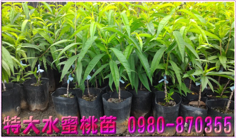 特大水蜜桃苗,水蜜桃苗,0980870355,森聯茂種苗園,特大水蜜桃種苗,特大水蜜桃果苗,特大水蜜桃樹苗,特大水蜜桃苗買賣,特大水蜜桃苗批發