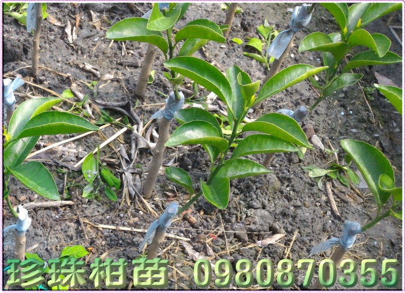 珍珠柑苗,0980870355,森聯茂種苗園,珍珠柑樹苗,珍珠柑果苗,珍珠柑種苗,珍珠柑苗買賣,珍珠柑苗批發