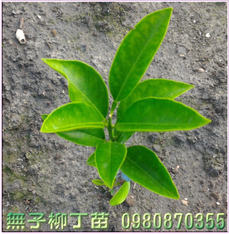 無子柳丁苗,無籽柳丁苗,0980870355,森聯茂種苗園,無子柳丁樹苗,無籽柳丁樹苗,無子柳丁果苗,無籽柳丁果苗,無子柳丁種苗,無籽柳丁種苗,無子柳丁苗買賣,無子柳丁苗批發