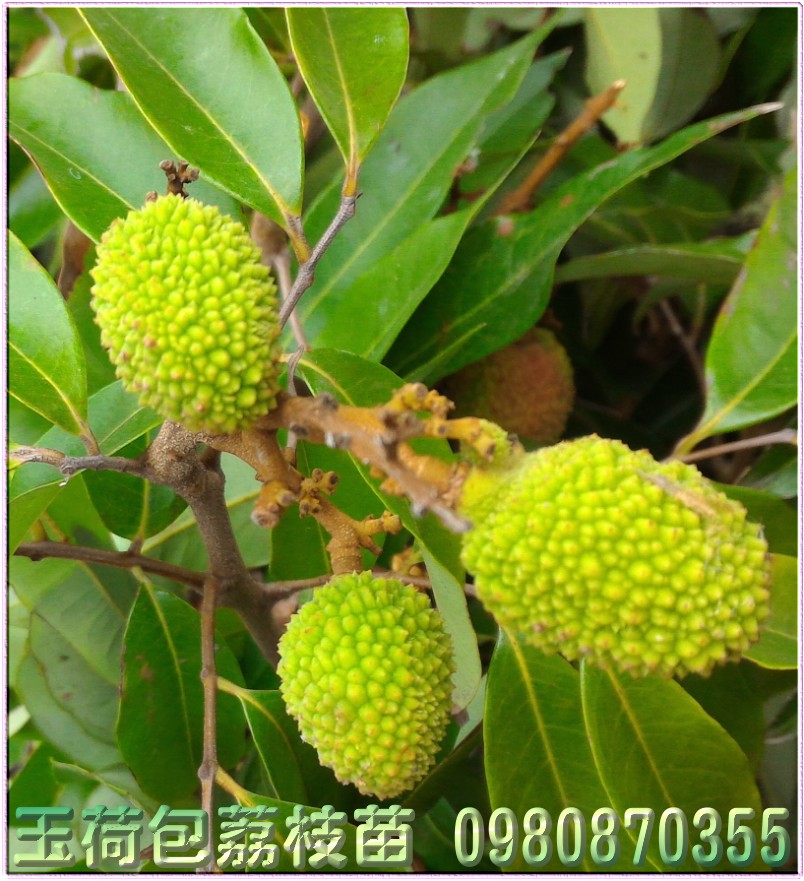 玉荷包荔枝苗,0980870355,森聯茂種苗園,玉荷包荔枝樹苗,玉荷包荔枝果苗,玉荷包荔枝種苗,玉荷包荔枝苗買賣,玉荷包荔枝苗批發,荔枝苗,荔枝樹苗,荔枝苗買賣,荔枝苗批發