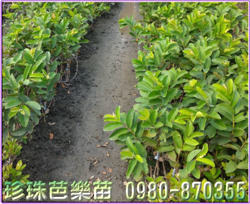 0980870355,森聯茂種苗園