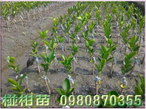 椪柑樹苗