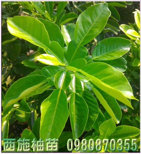 西施柚苗,森聯茂種苗園行動版網頁,0980-870355,西施柚樹苗,西施柚幼苗,西施柚果苗,西施柚種苗,西施柚苗買賣,西施柚苗批發