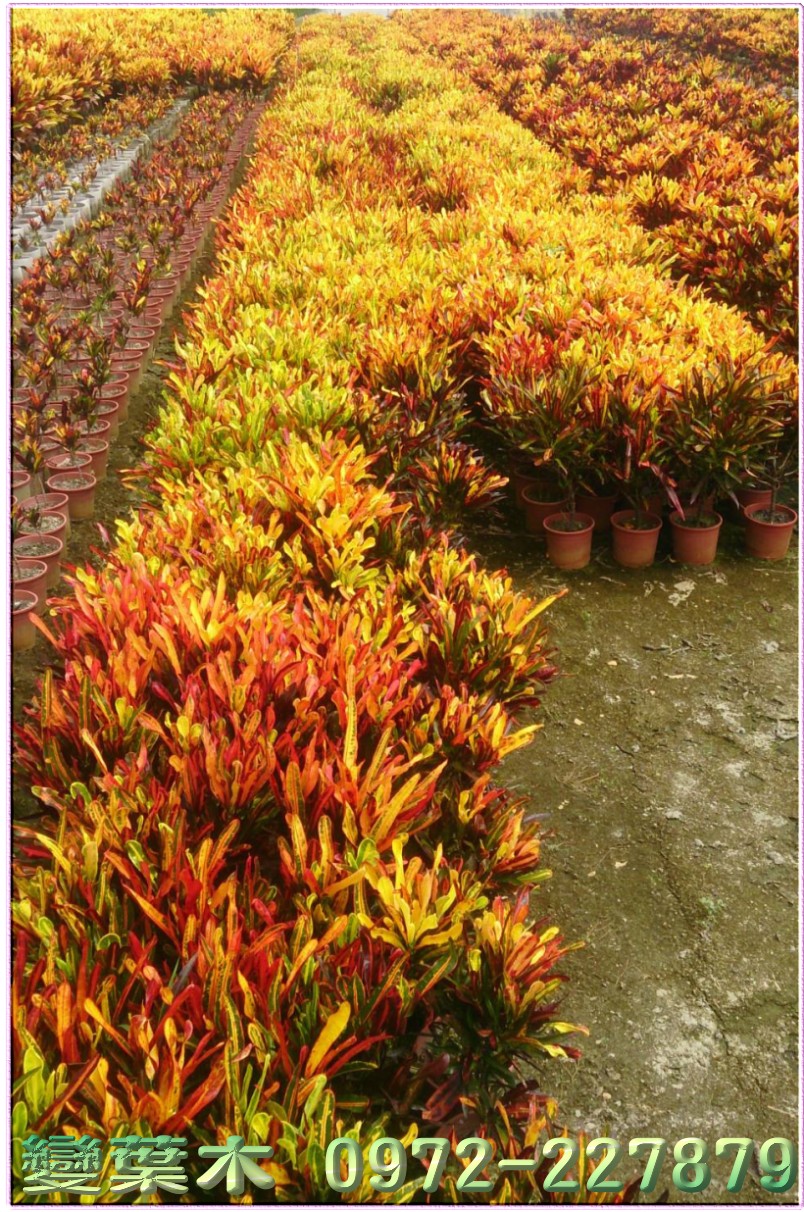 變葉木樹苗,變葉木樹苗買賣,庭園樹,庭園樹苗,買賣,批發