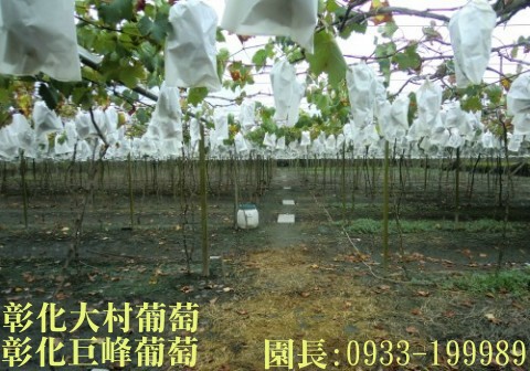 彰化巨峰葡萄團體訂購.葡萄團購