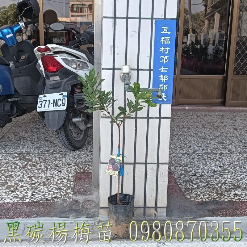 黑炭楊梅苗、位於彰化縣永靖鄉,森聯茂果樹苗種苗園,0980870355.專業經營:黑炭楊梅苗,黑碳甜楊梅苗,黑炭楊梅樹,楊梅果樹苗,歡迎光臨批發買賣。