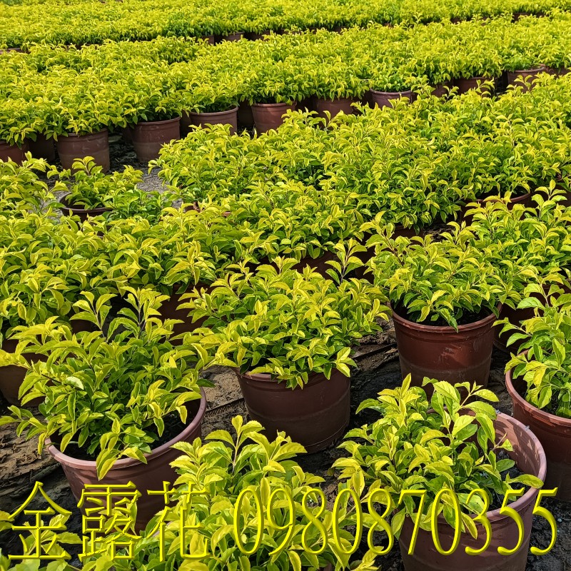 金露花、位於彰化縣永靖鄉,森聯茂果樹苗種苗園,0980870355.專業經營:馬纓丹、盆栽、園藝花卉、水果幼苗、草花、草皮、景觀樹、庭園樹,歡迎光臨批發買賣。