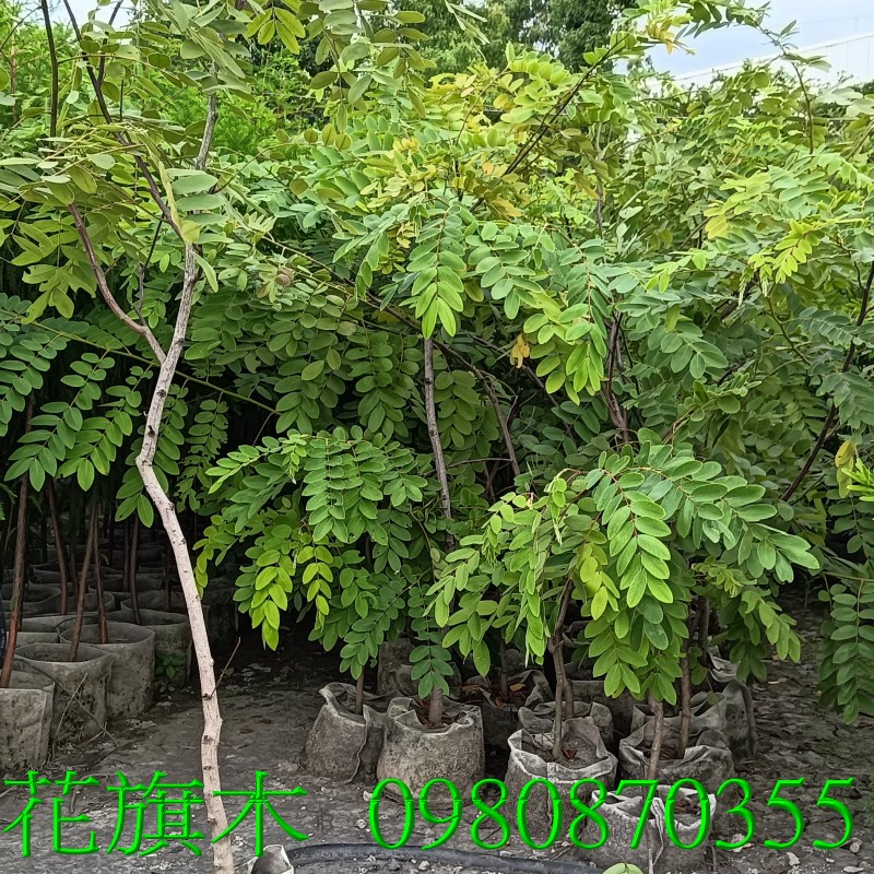 花旗木,歡迎光臨批發買賣。