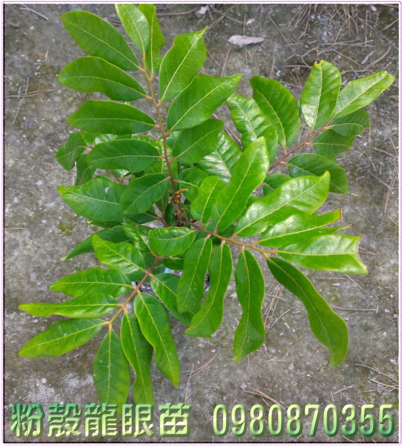 粉殼龍眼苗買賣