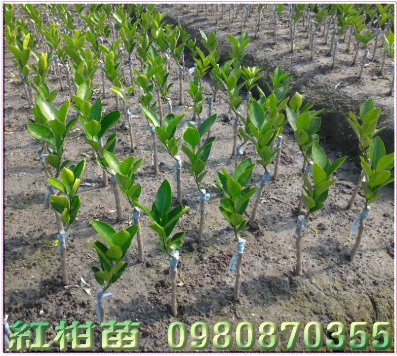 紅柑樹苗