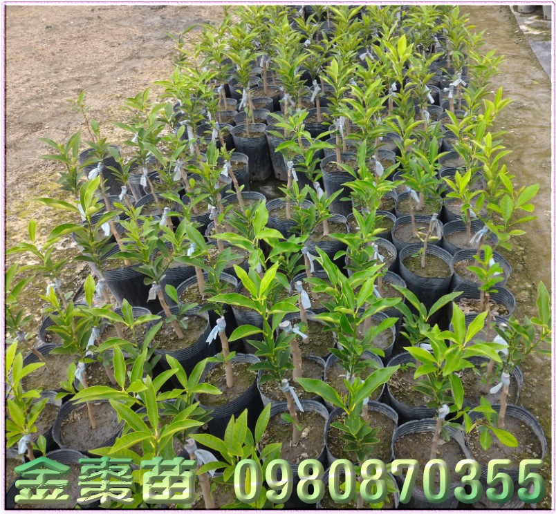 金柑苗買賣