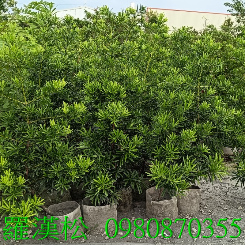 羅漢松、學名：Podocarpus macrophyllus歡迎光臨批發買賣。