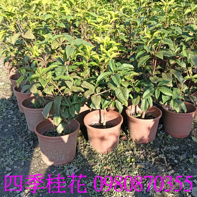 Sweet Osmanthus