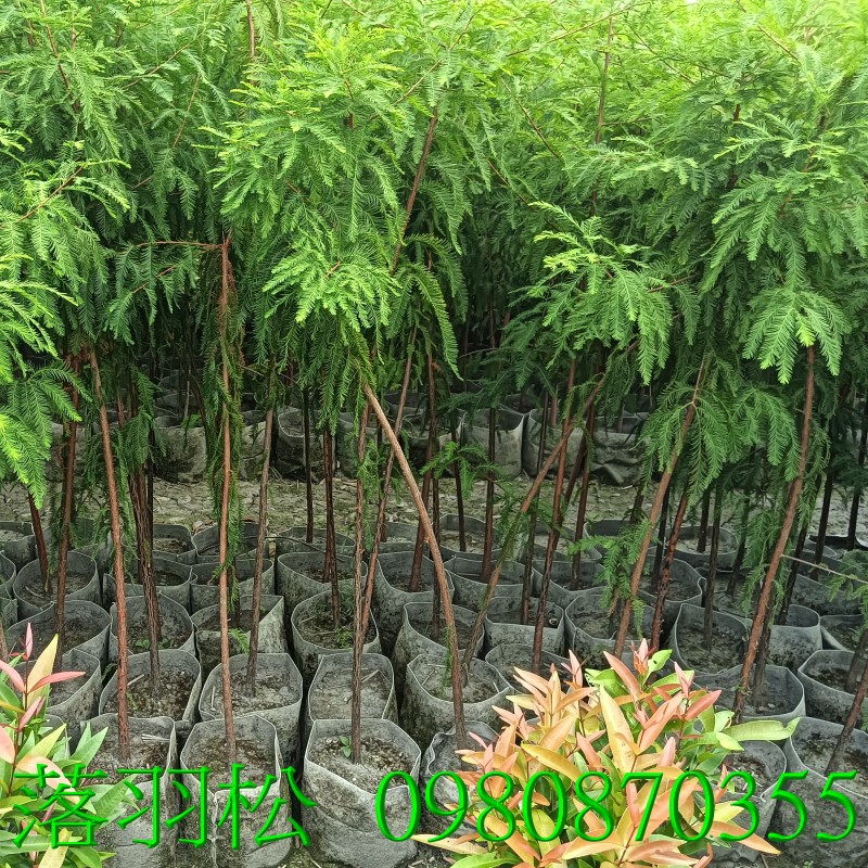 位於彰化縣永靖鄉,森聯茂果樹苗種苗園,0980870355.專業經營:落羽松、盆栽、圍籬、水果樹苗、花草、草皮、景觀樹,歡迎光臨批發買賣。