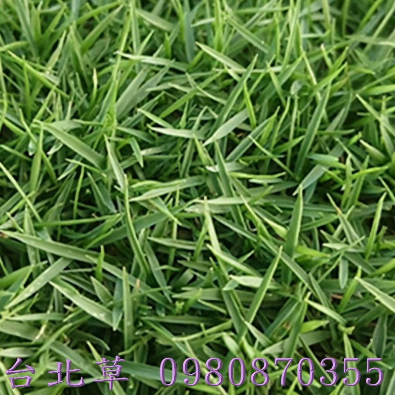 台北草,台北草皮買賣,桃園草皮買賣,新竹草皮買賣
