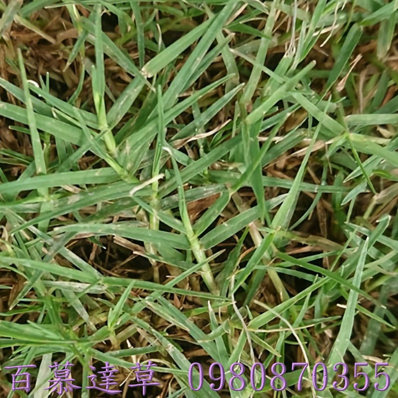 假儉草,台北草皮買賣,桃園草皮買賣,新竹草皮買賣