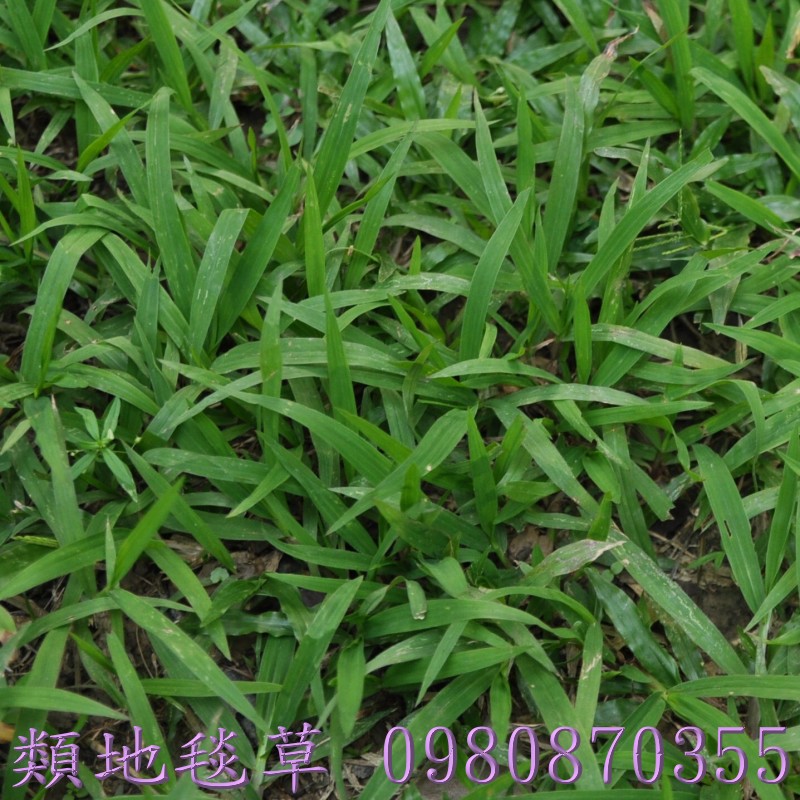 百慕達草,台北草皮買賣,桃園草皮買賣,新竹草皮買賣