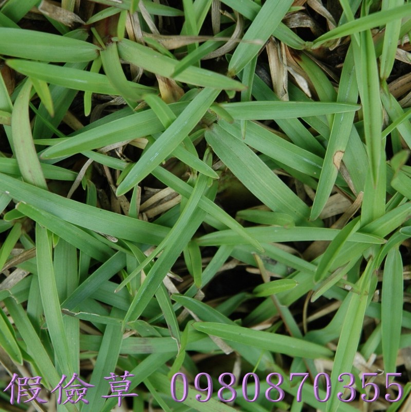 巴西地毯草,台北草皮買賣,桃園草皮買賣,新竹草皮買賣