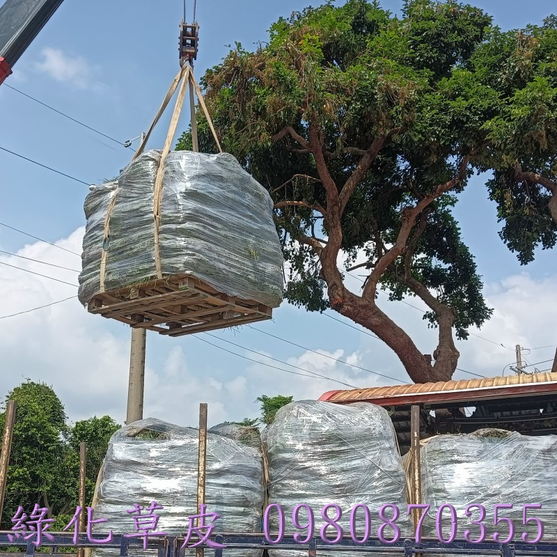 草皮買賣,高雄草皮買賣,嘉義草皮買賣