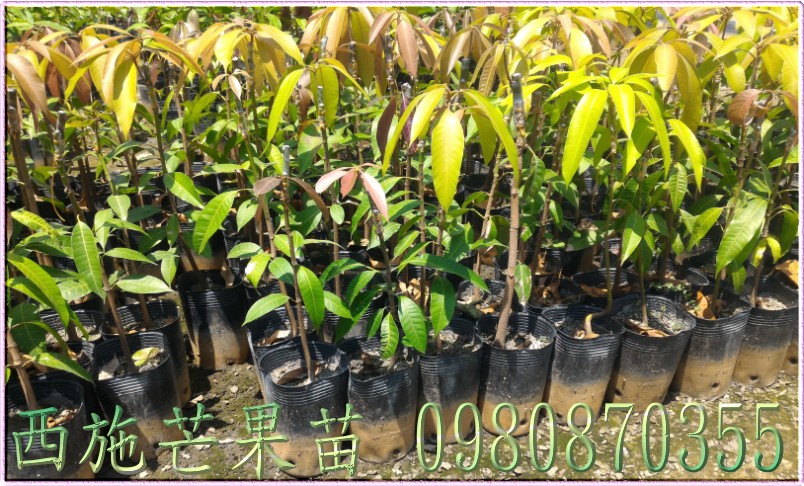 西施芒果樹苗,森聯茂種苗園,0980-870355,西施芒果苗,西施芒果苗出售,西施芒果種苗,西施芒果果苗,芒果樹苗,芒果種苗,芒果果苗,芒果苗買賣,芒果苗批發