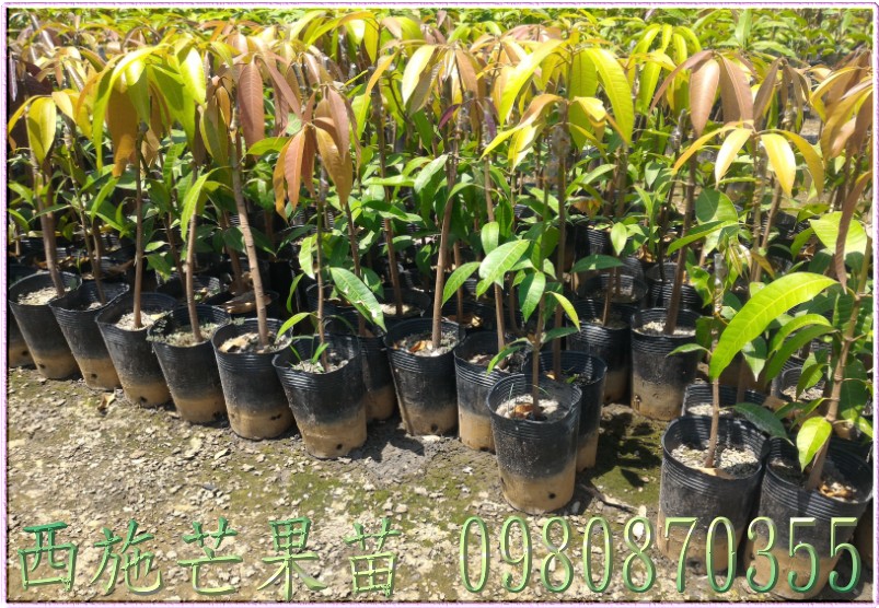 西施芒果樹苗批發