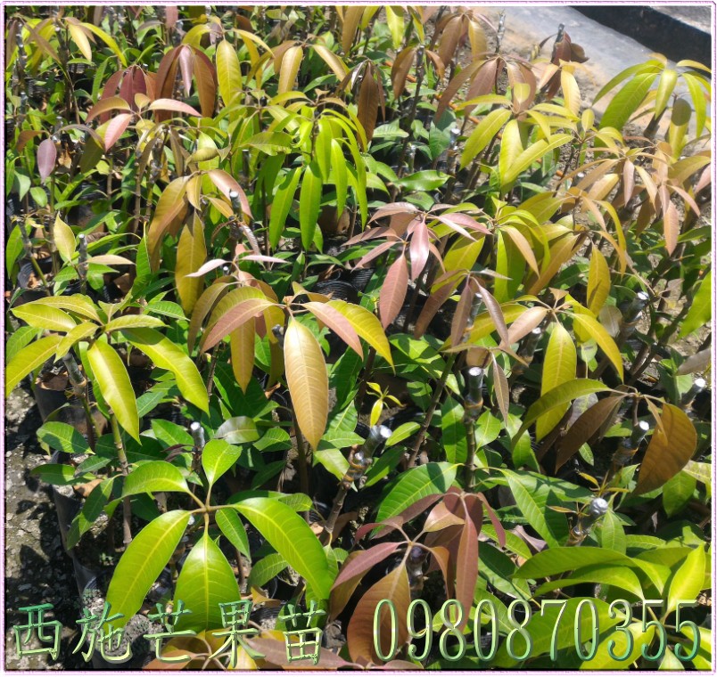 西施芒果苗買賣,芒果苗批發