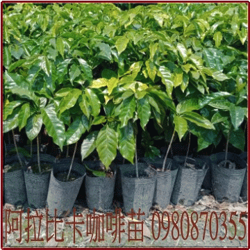 阿拉比卡咖啡苗