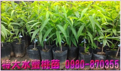 特大水蜜桃苗,水蜜桃苗,森聯茂種苗園行動版網頁,0980-870355,特大水蜜桃種苗,特大水蜜桃果苗,特大水蜜桃樹苗,特大水蜜桃苗買賣,特大水蜜桃苗批發