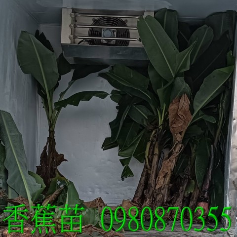位於彰化縣永靖鄉,森聯茂果樹苗種苗園,0980870355.專業經營:香蕉苗、盆栽、香蕉樹、水果樹苗、花草、草皮、景觀樹,歡迎光臨批發買賣。