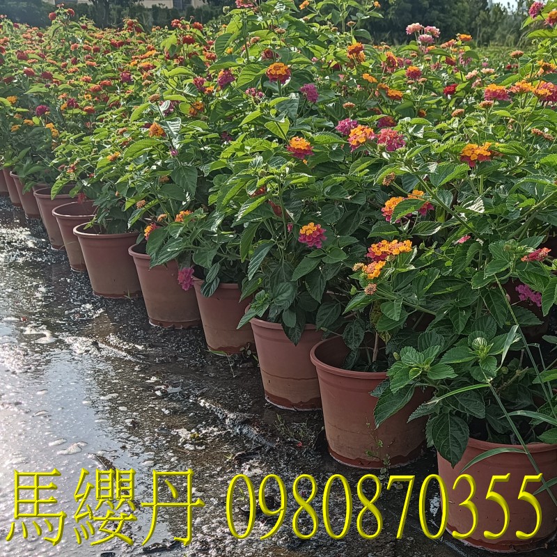 馬纓丹、位於彰化縣永靖鄉,森聯茂果樹苗種苗園,0980870355.專業經營:馬纓丹、盆栽、園藝花卉、水果幼苗、草花、草皮、景觀樹、庭園樹,歡迎光臨批發買賣。